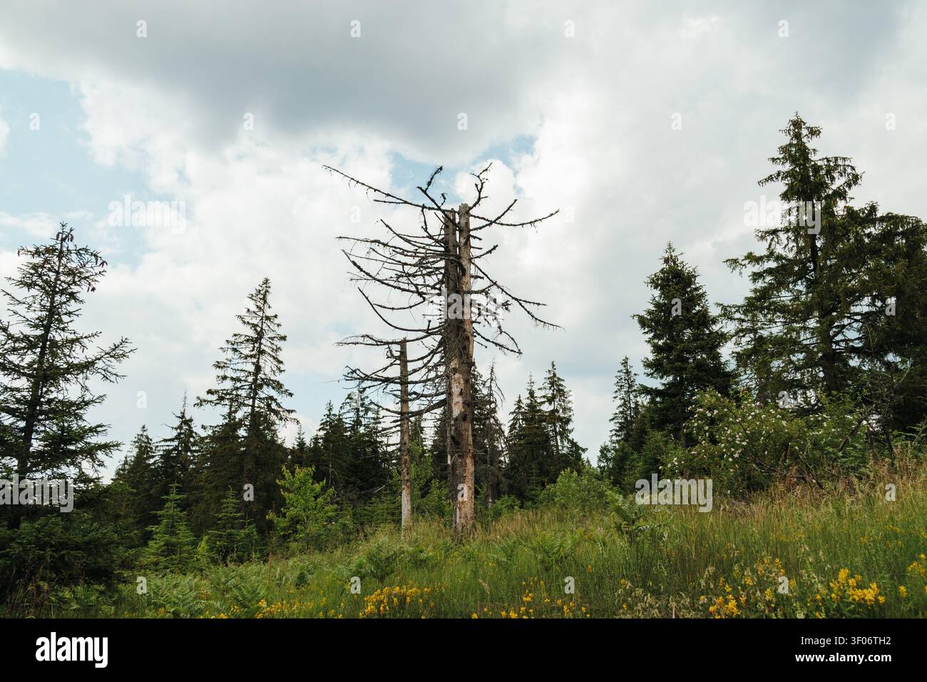 Alberi di abete morti in mezzo alla vegetazione forestale sana in Montenegro. Paesaggio montano naturale che mostra il contrasto tra il vivente e il morente Foto Stock
