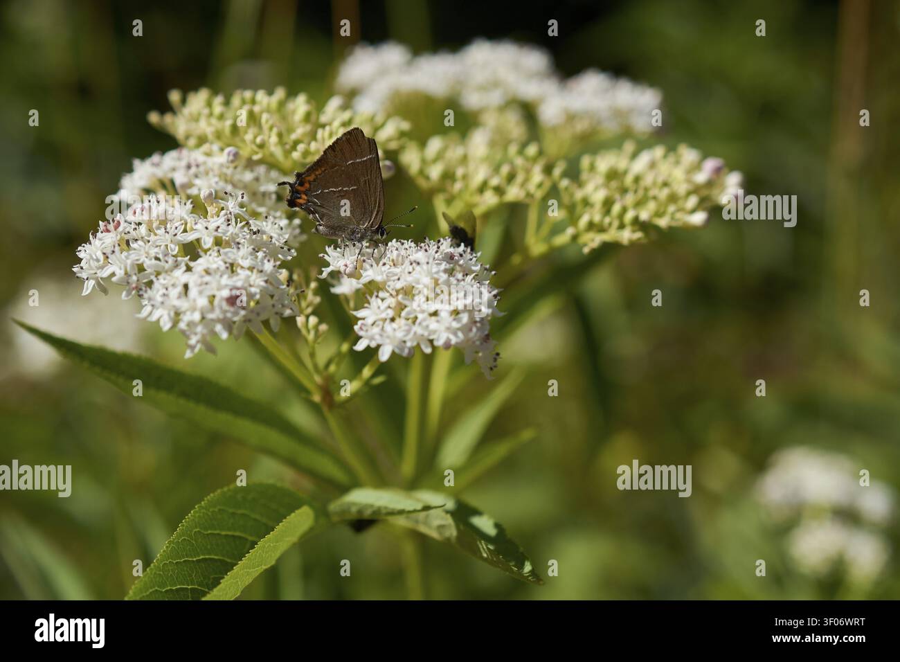 fritillario maculato bianco (Satyrium W-album) su anziano nano (Sambucus ebulus), farfalla, blu, a misura di api, a misura di insetti, pianta adatta agli insetti, b Foto Stock