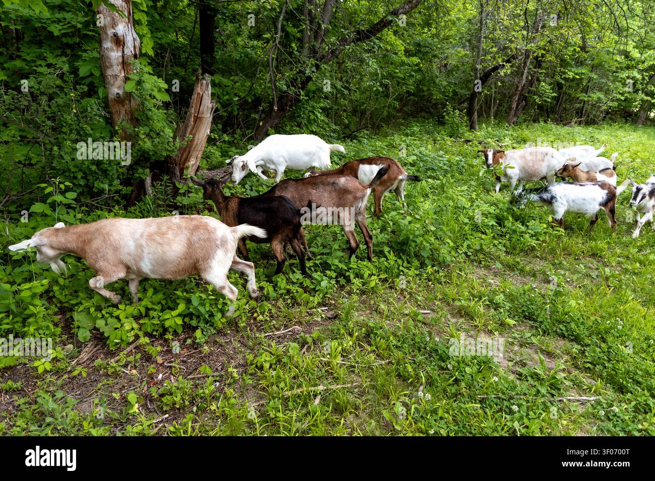 Galena, Illinois, USA - 31 maggio 2026: Capre di Hoof It Goat Treks pascolano attraverso i sentieri boschivi durante un'esperienza di escursione guidata con le capre vicino a Galena Foto Stock