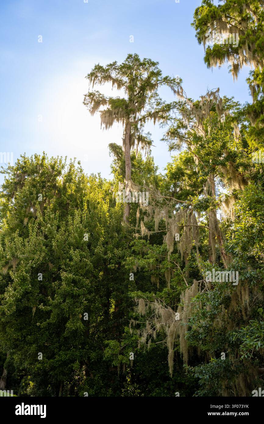 Un maestoso primo piano di una solitaria cipresso ricoperta di muschio spagnolo verde, che si erge alta contro un cielo blu brillante in un paesaggio soleggiato della Florida. Foto Stock