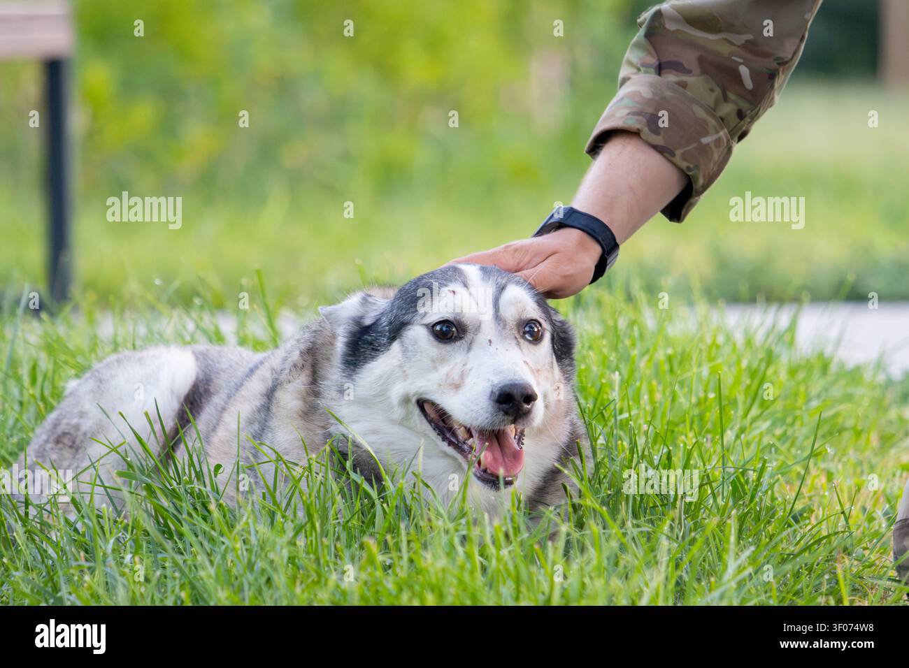 Primo piano di un membro del servizio che accarezza dolcemente un felice cane Husky siberiano Foto Stock