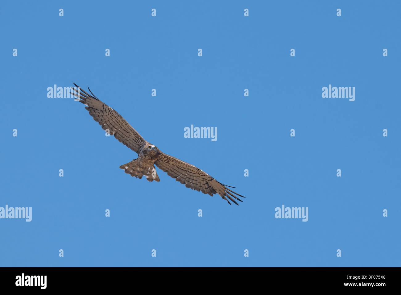 Una fotografia aerea di un Biancone (Circaetus gallicus) che plana nel cielo azzurro, con le ali completamente spiegate mentre cerca la preda e Foto Stock