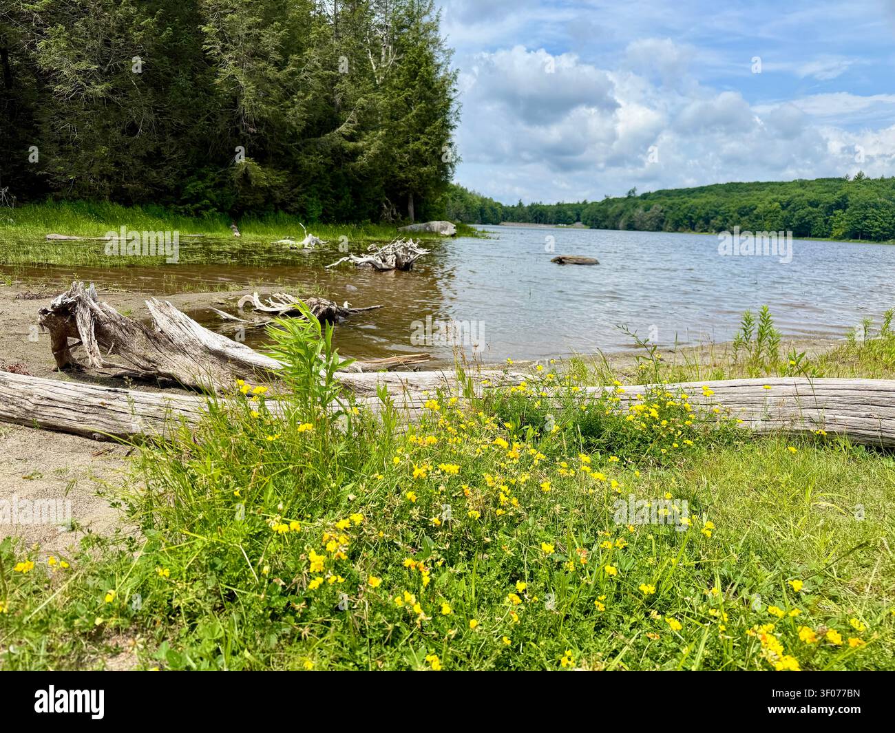 Camping North South Lake vicino a Hunter nelle Catskills. Prato fiorito mozzafiato per impollinatori, uccelli, farfalle, giardino, lago, sentieri e montagna Foto Stock