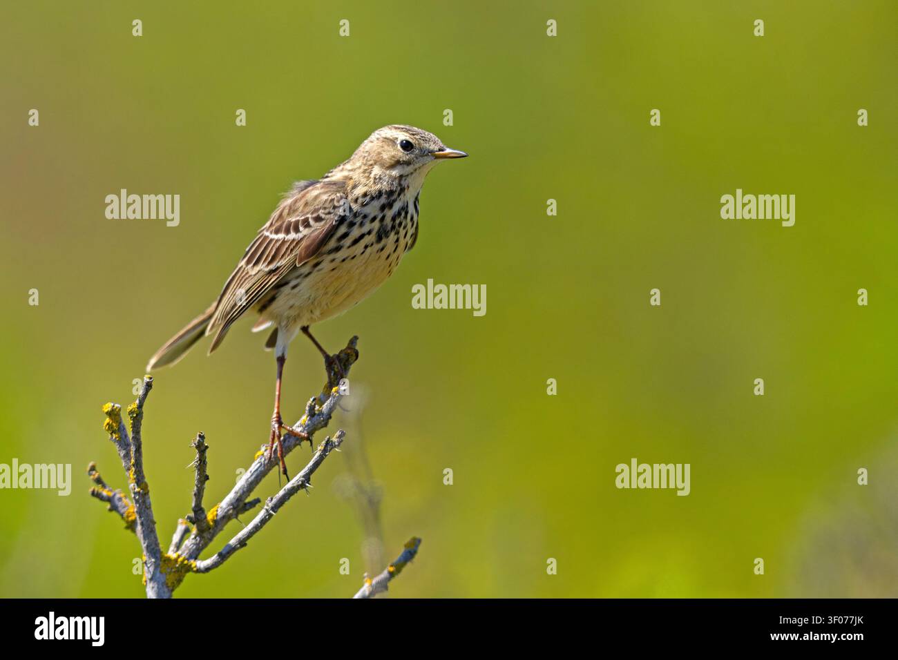Pippione dei prati (Anthus pratensis) appollaiato su un ramo verde spinoso in primavera, Heligoland, Germania Foto Stock