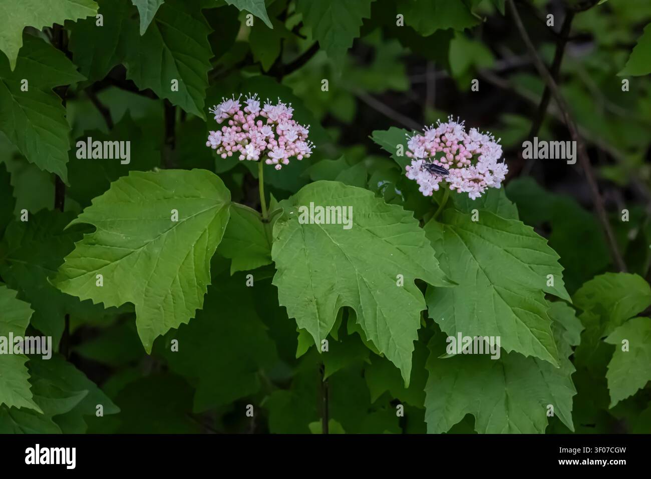 Mapleleaf Viburnum, Viburnum acerifolium, fioritura nella contea di Mecosta, Michigan, Stati Uniti Foto Stock
