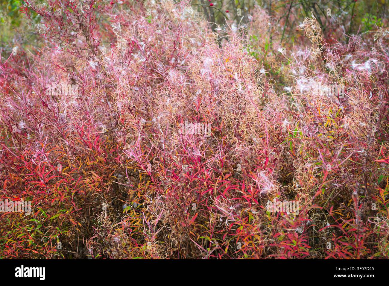 Epilobio essiccato o salice rosa con teste di semi soffici in vivaci colori autunnali che crescono nel prato. Foto Stock