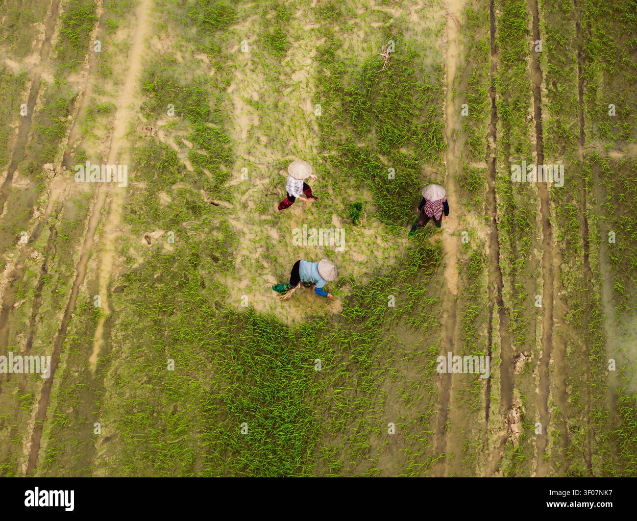 Vista aerea di tre agricoltori che indossano tradizionali cappelli conici che lavorano in una lussureggiante risaia verde, Vietnam. Foto Stock