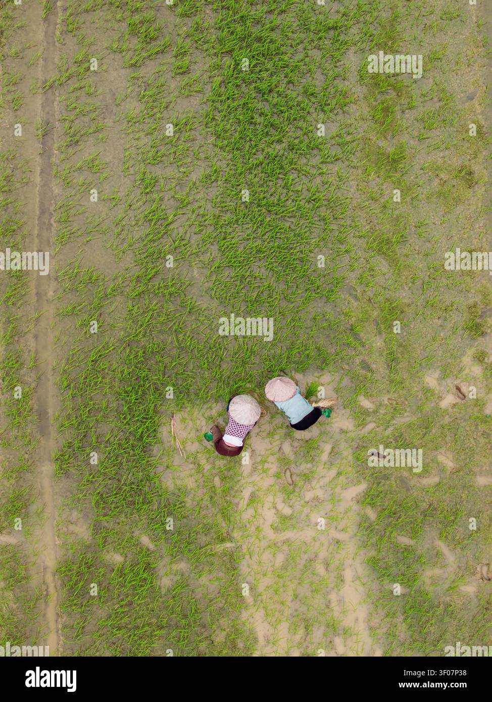 Vista aerea di due agricoltori che indossano tradizionali cappelli conici che lavorano in una risaia fangosa in Vietnam. Foto Stock