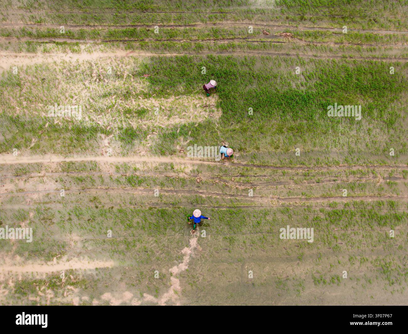 Vista aerea degli agricoltori che indossano cappelli conici che lavorano in una lussureggiante risaia verde in Vietnam. Foto Stock