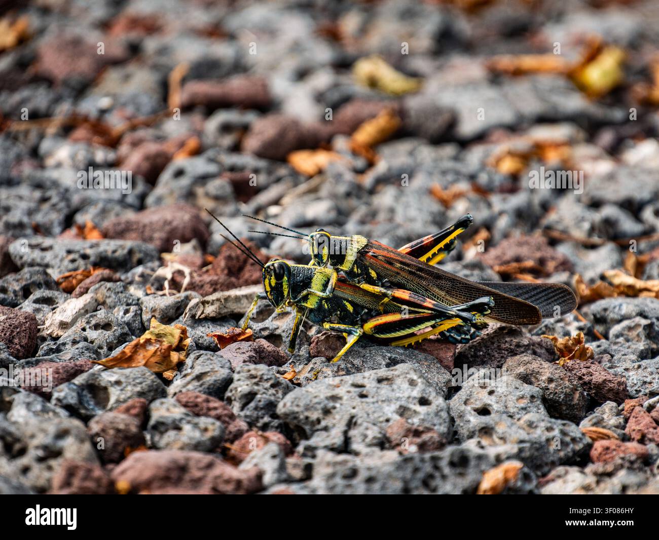 Colorato Grasshopper sulle Volcanic Rocks nelle Galapagos Foto Stock