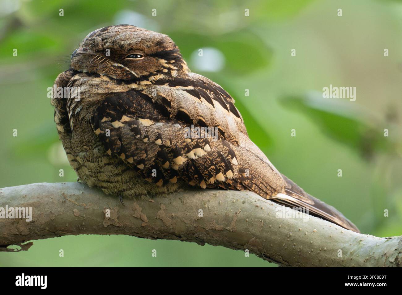 Succiacapre dalla coda lunga (Caprimulgus macrurus) che riposa su un ramo d'albero durante il giorno nell'habitat naturale della foresta, in Indonesia. Foto Stock