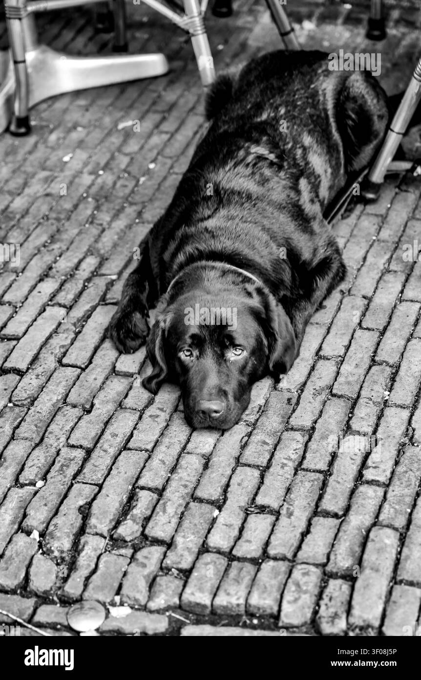 Labrador nero che riposa su una strada acciottolata nel centro di Utrecht, Paesi Bassi. Foto Stock