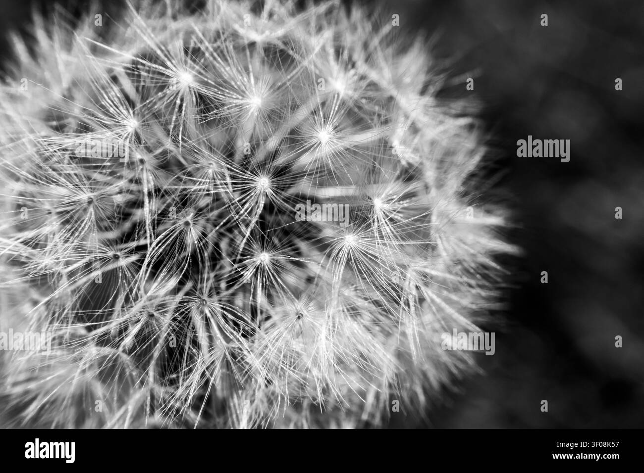 Macro dettagliata in bianco e nero di un dente di leone maturo con semi delicati Foto Stock