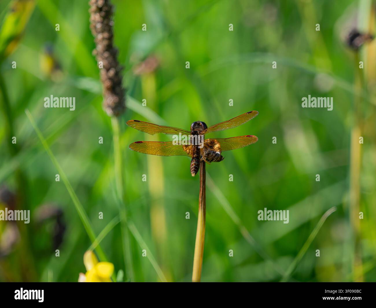 Libellula dalle ali ambrate dorate con ali traslucide appoggiata su uno stelo di pianta su uno sfondo sfocato di erba verde Foto Stock