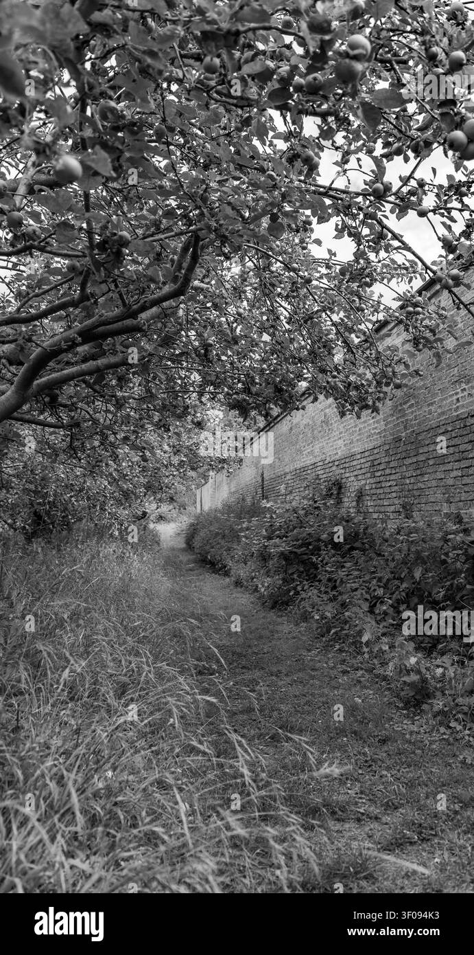 vecchio frutteto Wandlebury Country Park Cambridge Inghilterra Regno Unito Foto Stock