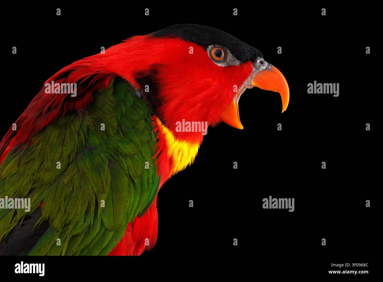 Primo piano divertente ritratto del Lorigolo dal collare giallo, Lorius chlorocercus, isolato su sfondo nero. pappagallo rosso Foto Stock