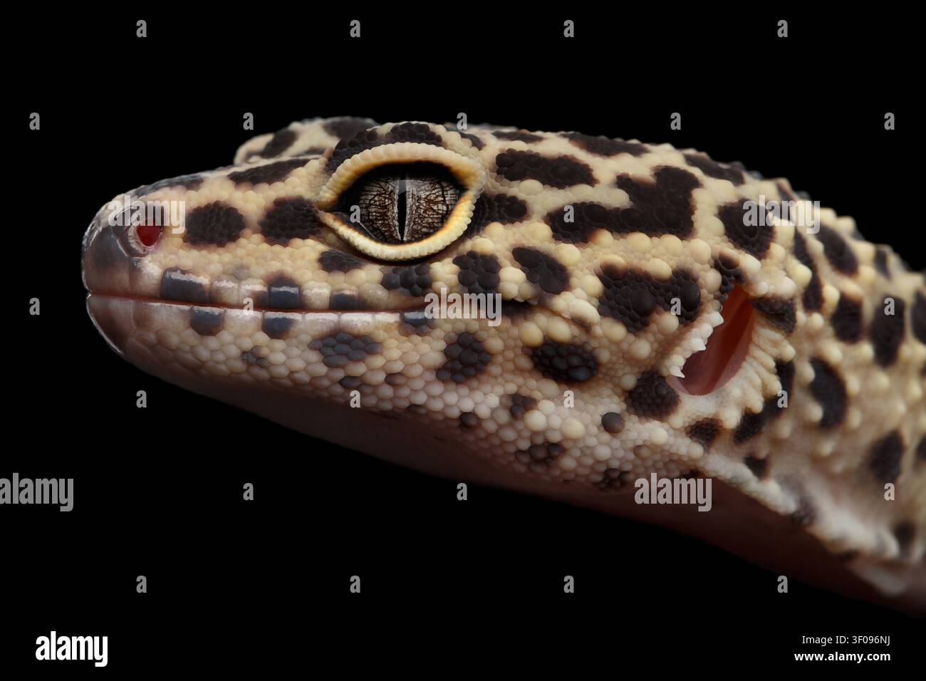 Prima vista della testa di un Geco leopardo Eublepharis macularius isolato su sfondo nero, vista laterale degli occhi Foto Stock