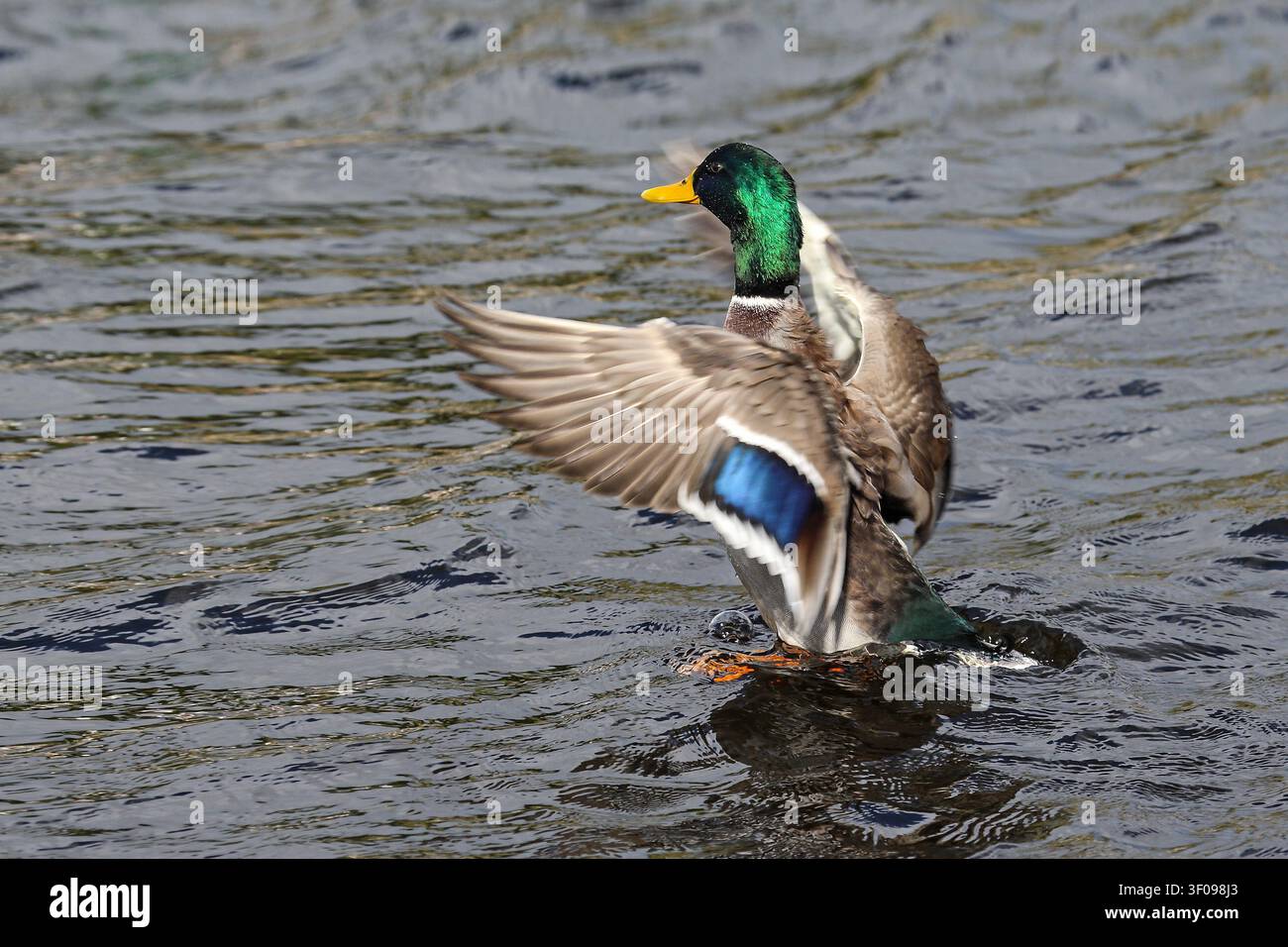Scatto d'azione di un anatra maschio selvatica che sbatte le ali e schizza acqua. Foto Stock
