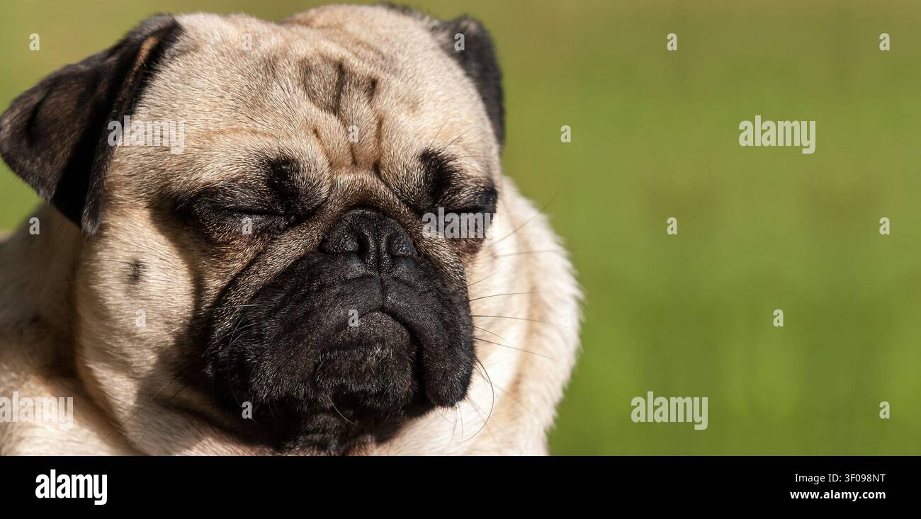 Primo piano di un buffo cane carlino rugoso che dorme con gli occhi chiusi durante una pausa di mezzogiorno in una calda giornata estiva. Foto Stock