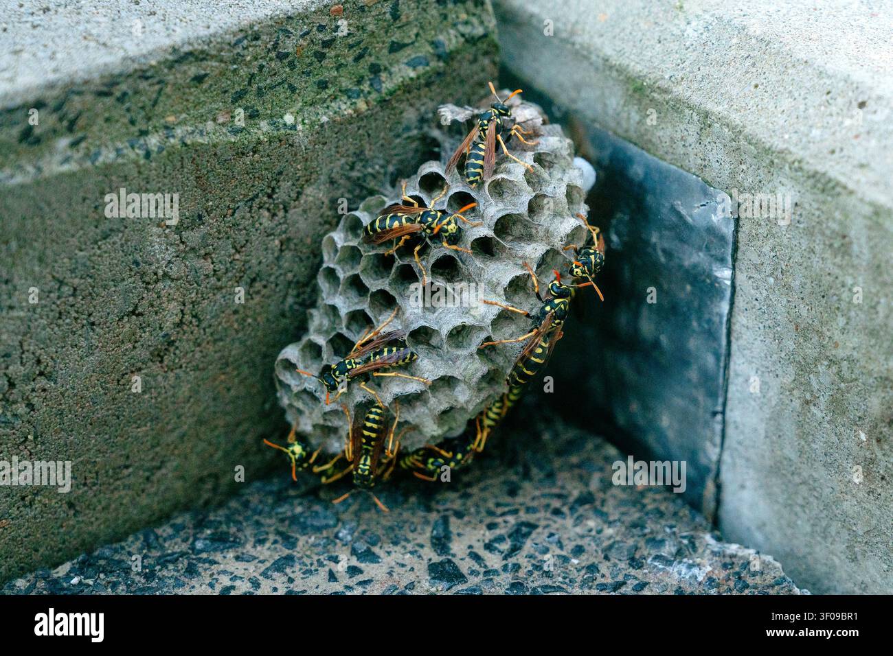 Un nido di vespe selvatico attaccato all’angolo in pietra di un edificio, coperto da vespe attive. Concetto di infestazione da insetti e servizio di disinfestazione. Primo piano Foto Stock