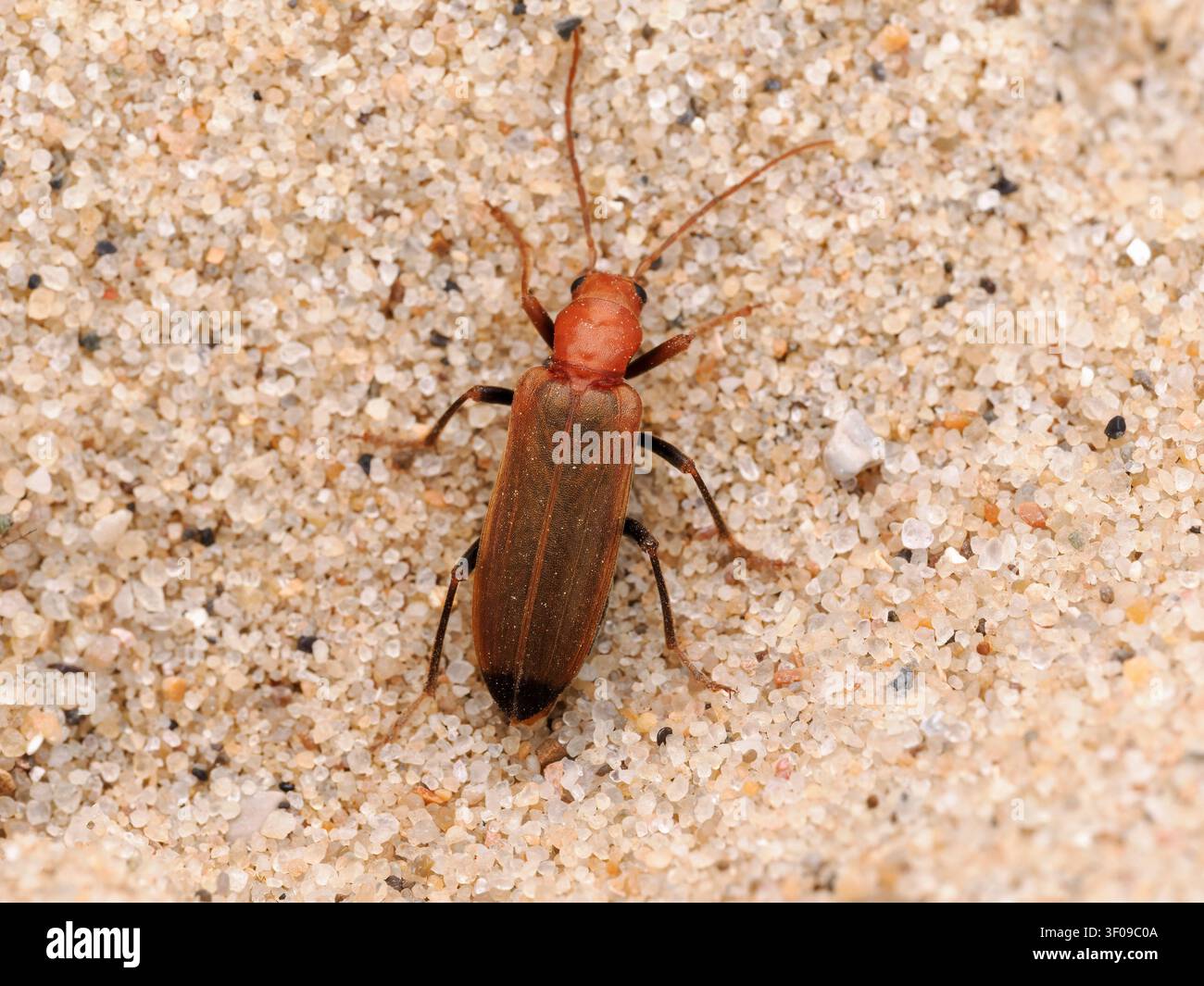 Wharfborer Beetle, Nacerdes melanura Foto Stock