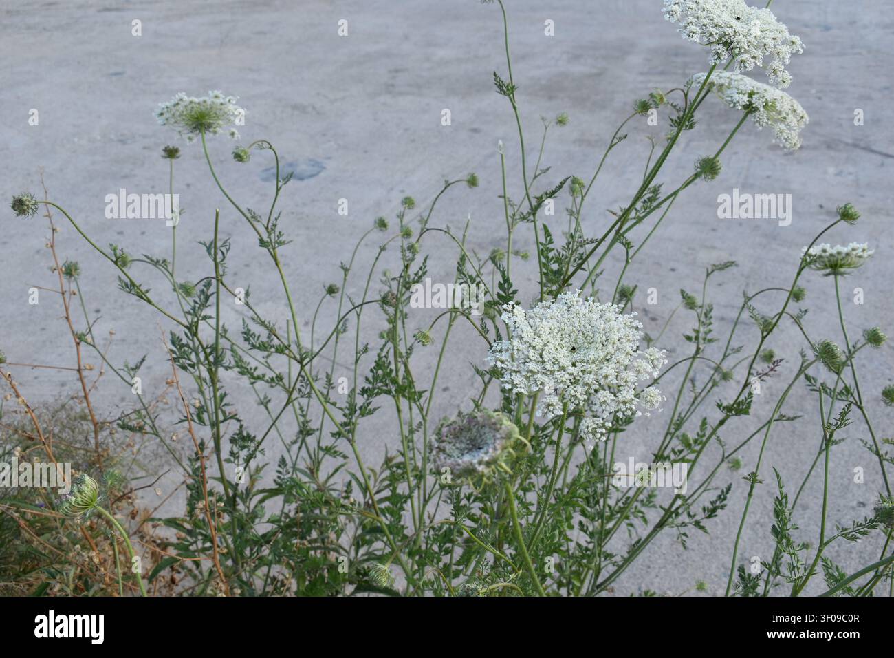 Fiori bianchi selvatici, pizzo della regina Anna o carota selvatica, che fioriscono sul bordo della strada contro uno sfondo di cemento Foto Stock
