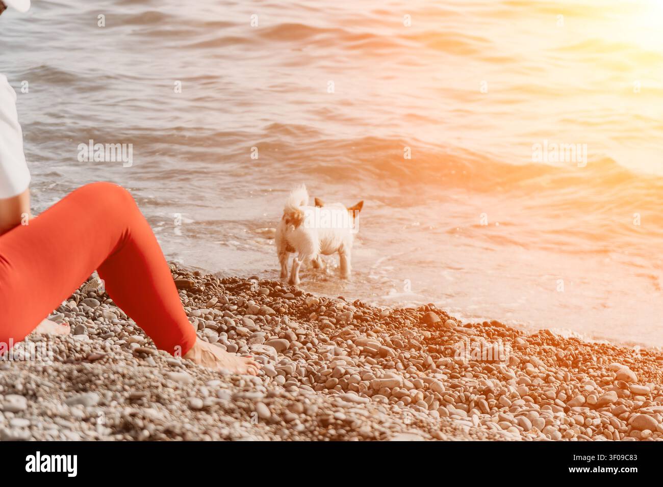 Spiaggia per cani al tramonto, cane bianco che gioca tra le onde su una spiaggia di ciottoli mentre il proprietario è seduto nelle vicinanze durante l'ora dorata Foto Stock