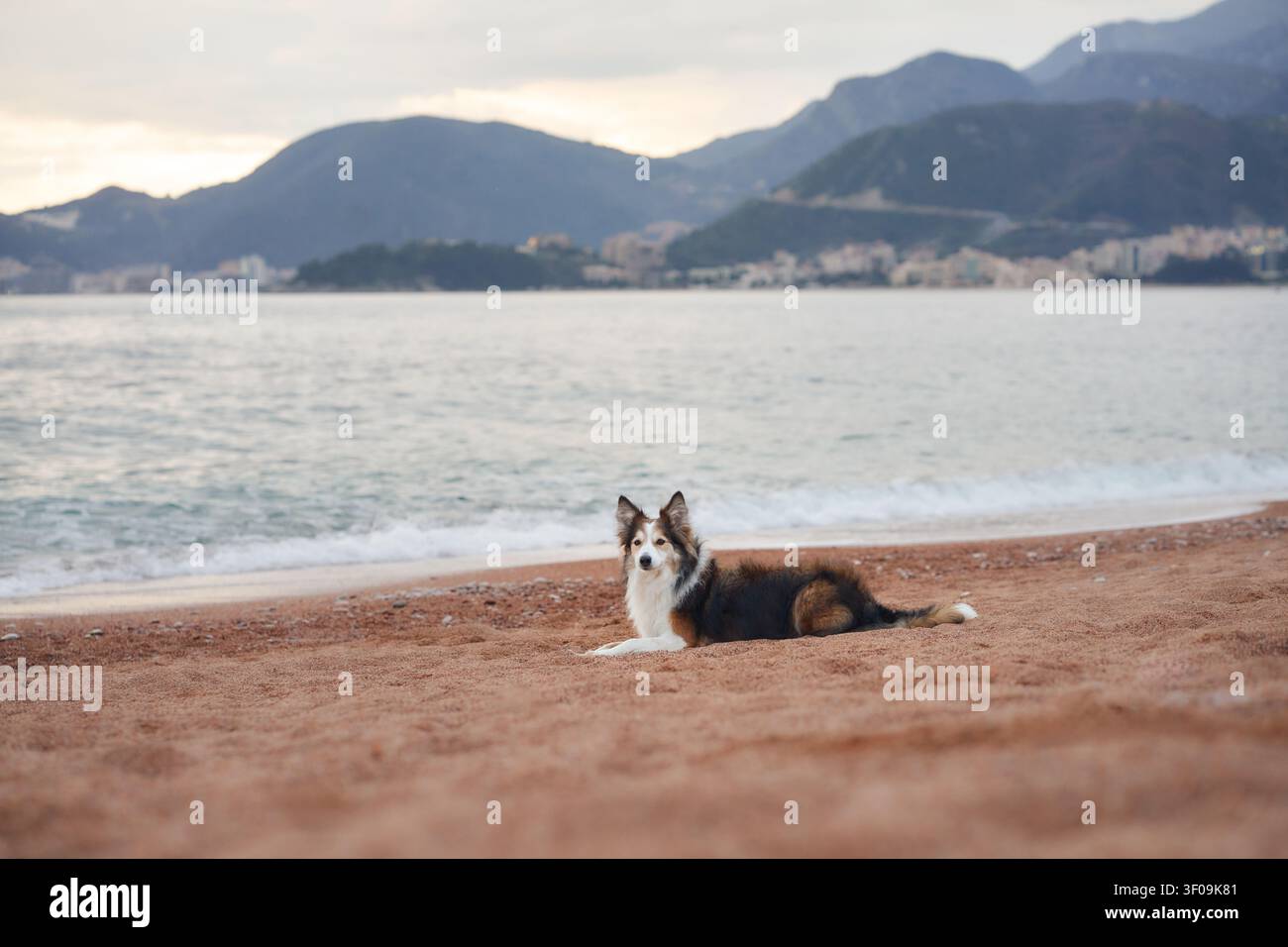 Un collie di confine si siede tranquillamente sulla sabbia della spiaggia guardando l'acqua. Lo sfondo presenta ancora onde e colline lontane. Foto Stock