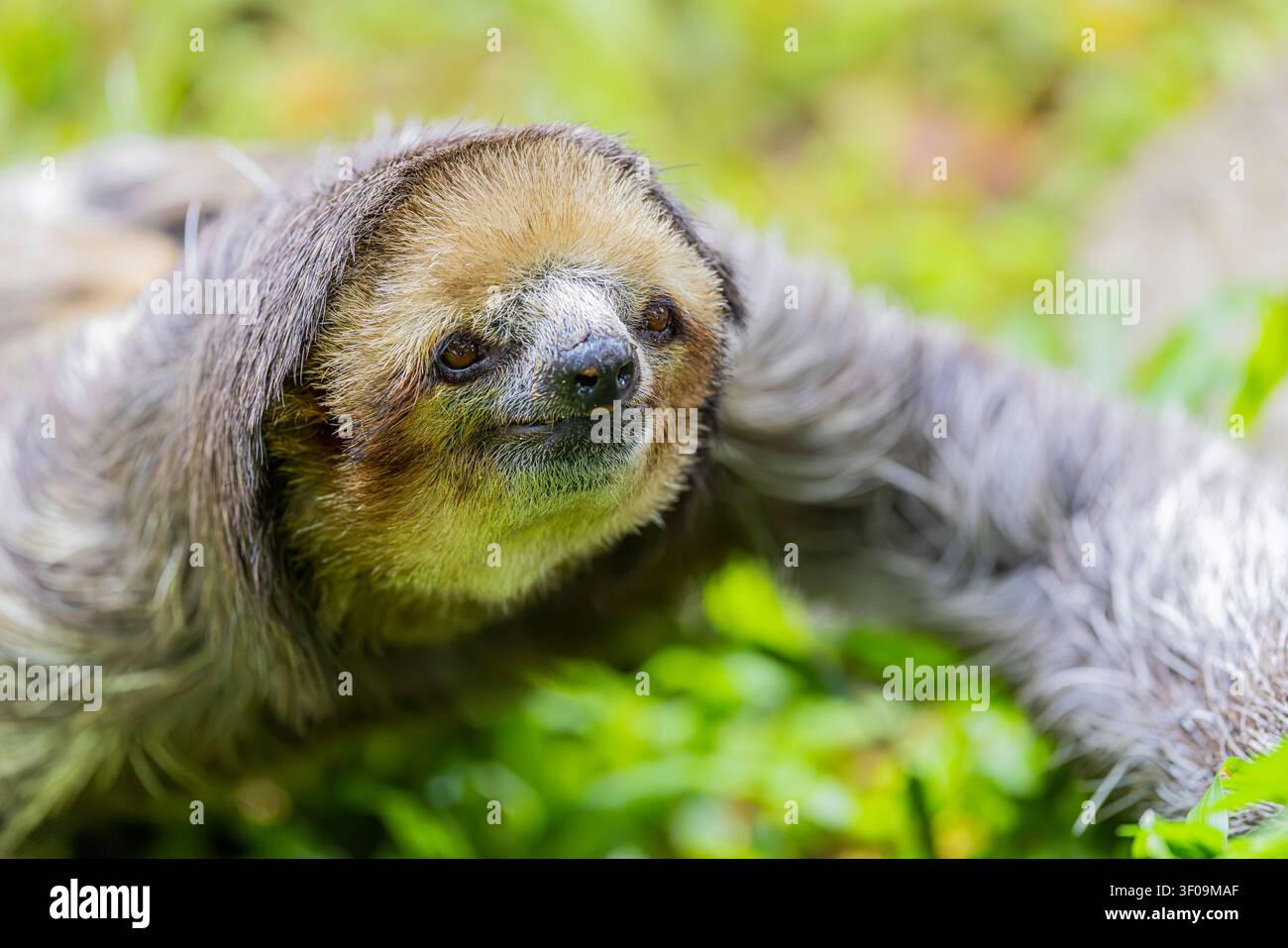 Un bradipo dal collo pallido (Bradypus tridactylus) si sposta attraverso un'area erbosa, una vista insolita per questa specie prevalentemente arboricola. Foto Stock