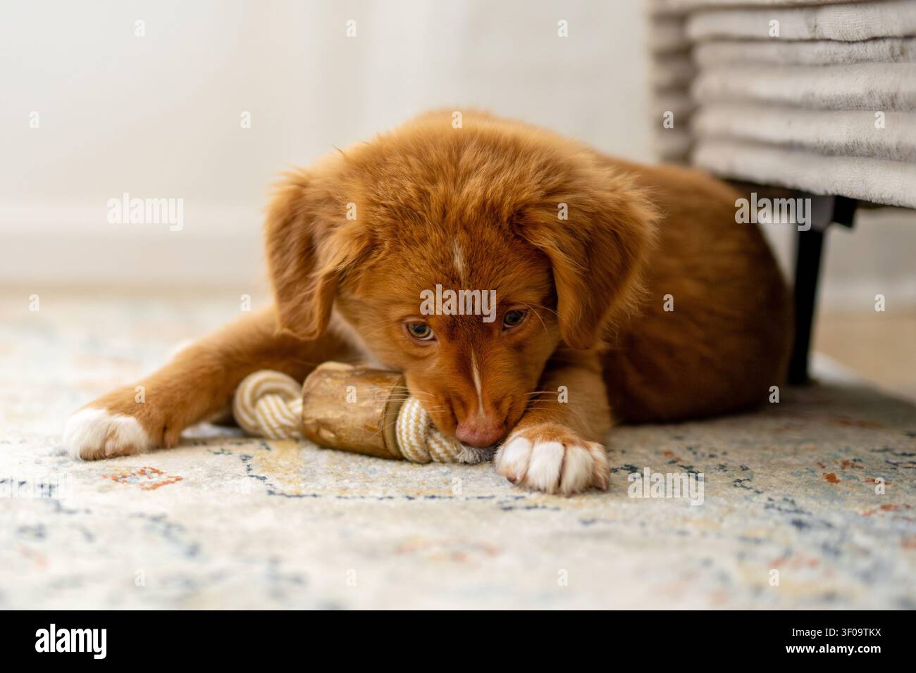 Toller Retriever Puppy sdraiato con Un giocattolo per cani Foto Stock