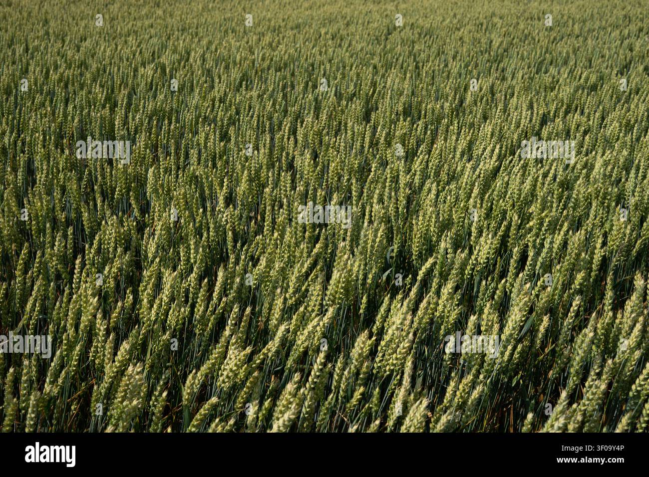 Coltura di grano maturo che si muove nel vento, trama del campo agricolo e sfondo Foto Stock