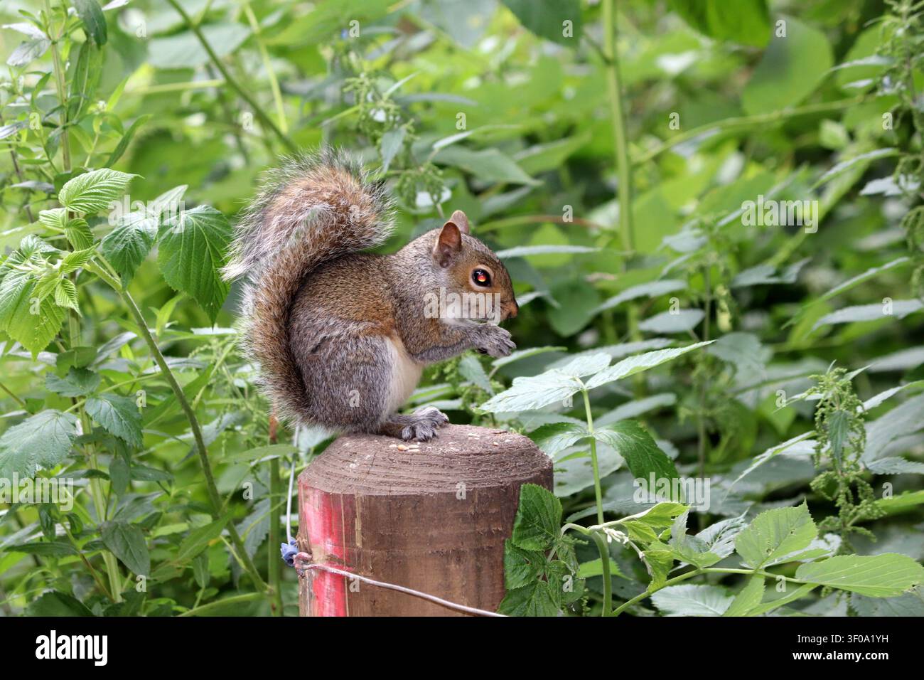 Scoiattolo seduto su un palo che mangia Foto Stock