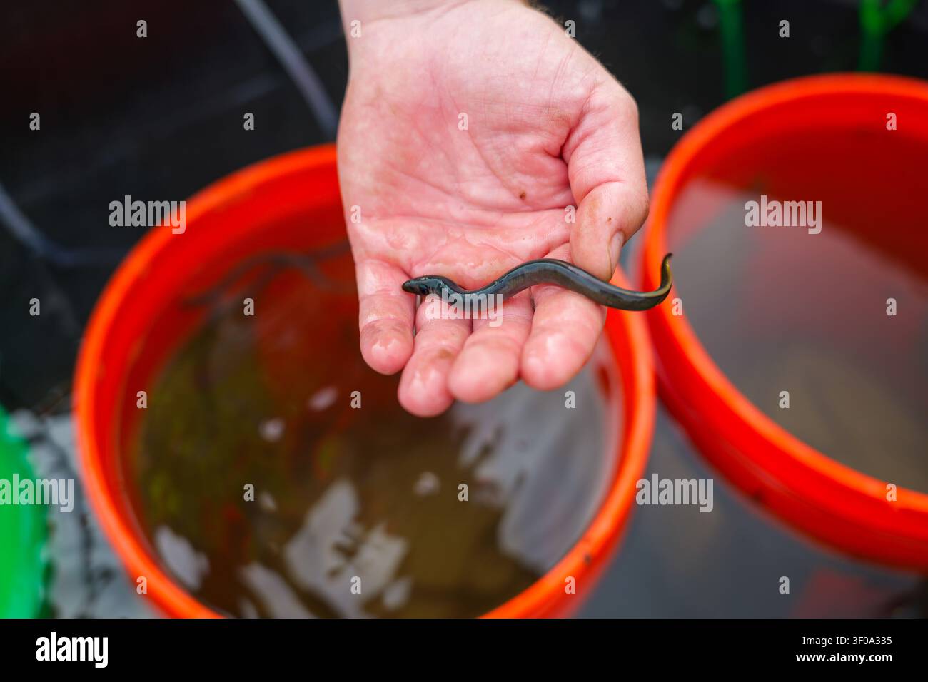 Volontario che tiene una lampreda marina giovenile. Foto Stock