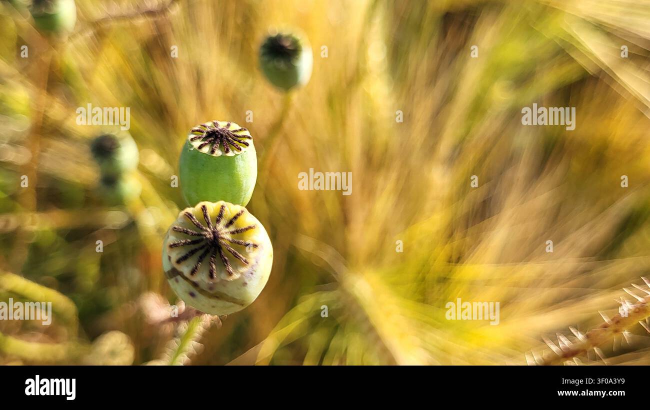 Primo piano di capsule di papavero alla luce dorata dell'autunno con sfondo giallo marrone morbido Foto Stock