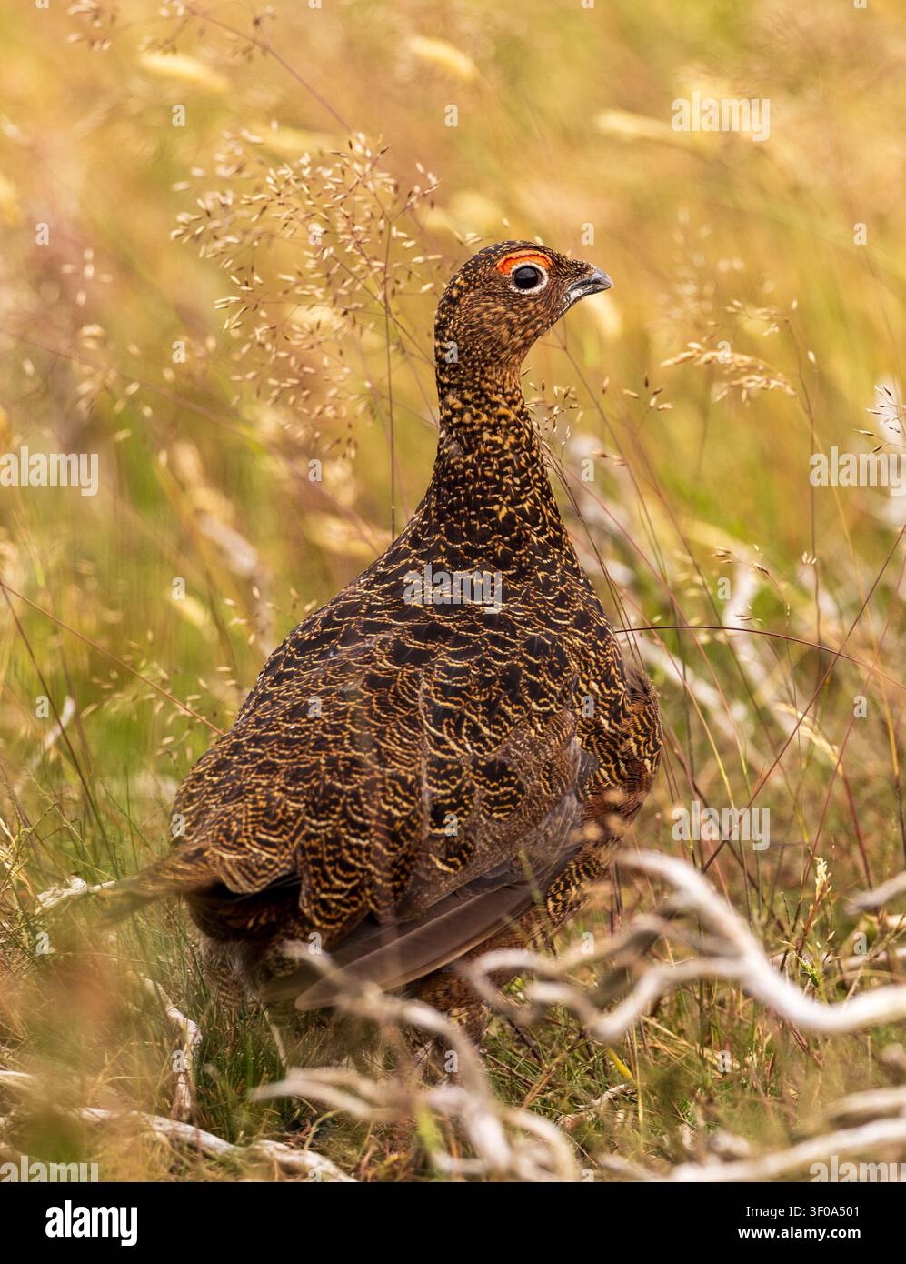 Gallo force, aerei e Chinook, più cervi Foto Stock