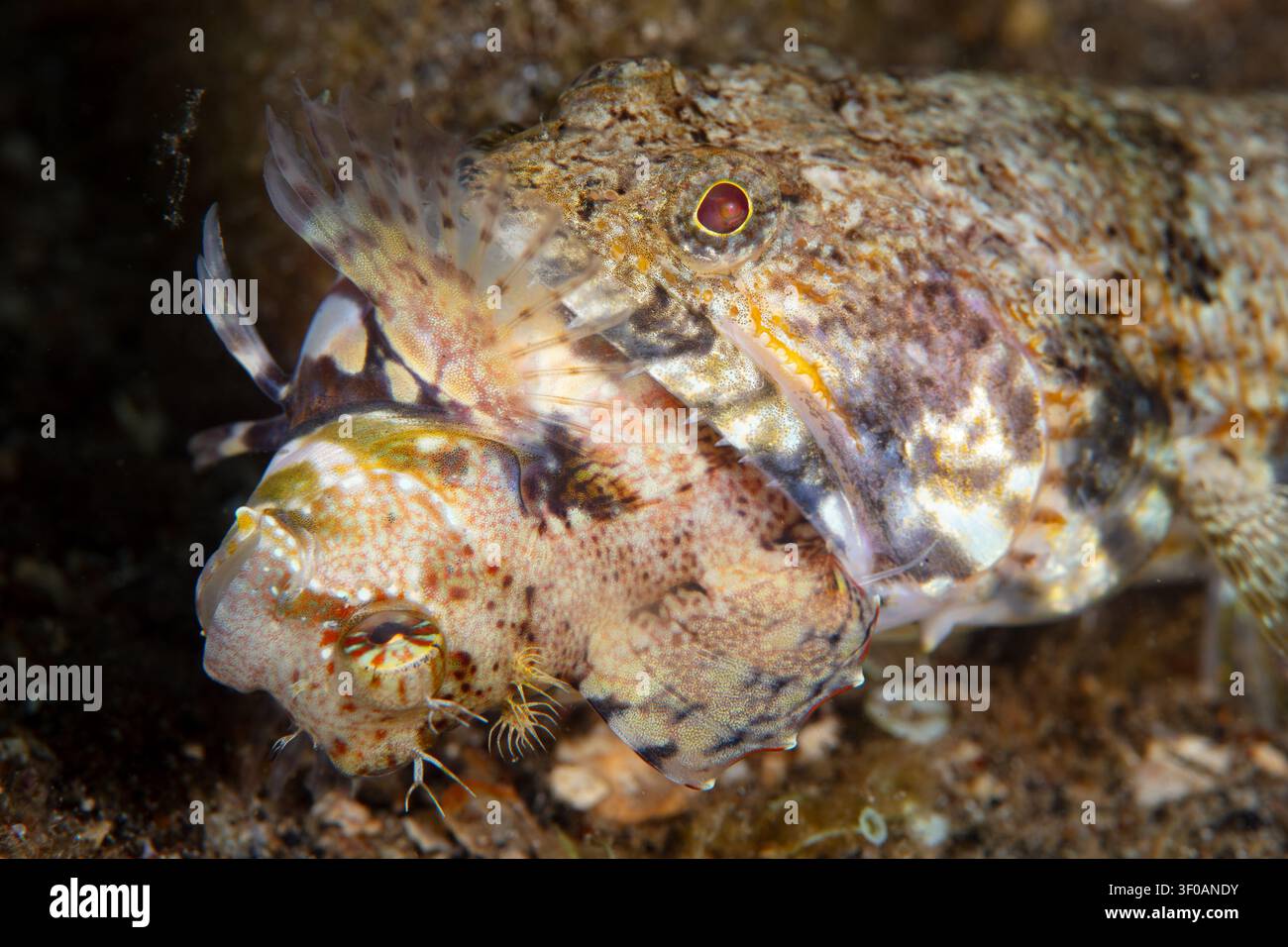 Un pesce lupo vorace si ciba di un blenny sfortunato su una barriera corallina in Indonesia. I pesci lupo sono predatori a imboscata comuni in tutto l'Indo-Pacifico. Foto Stock