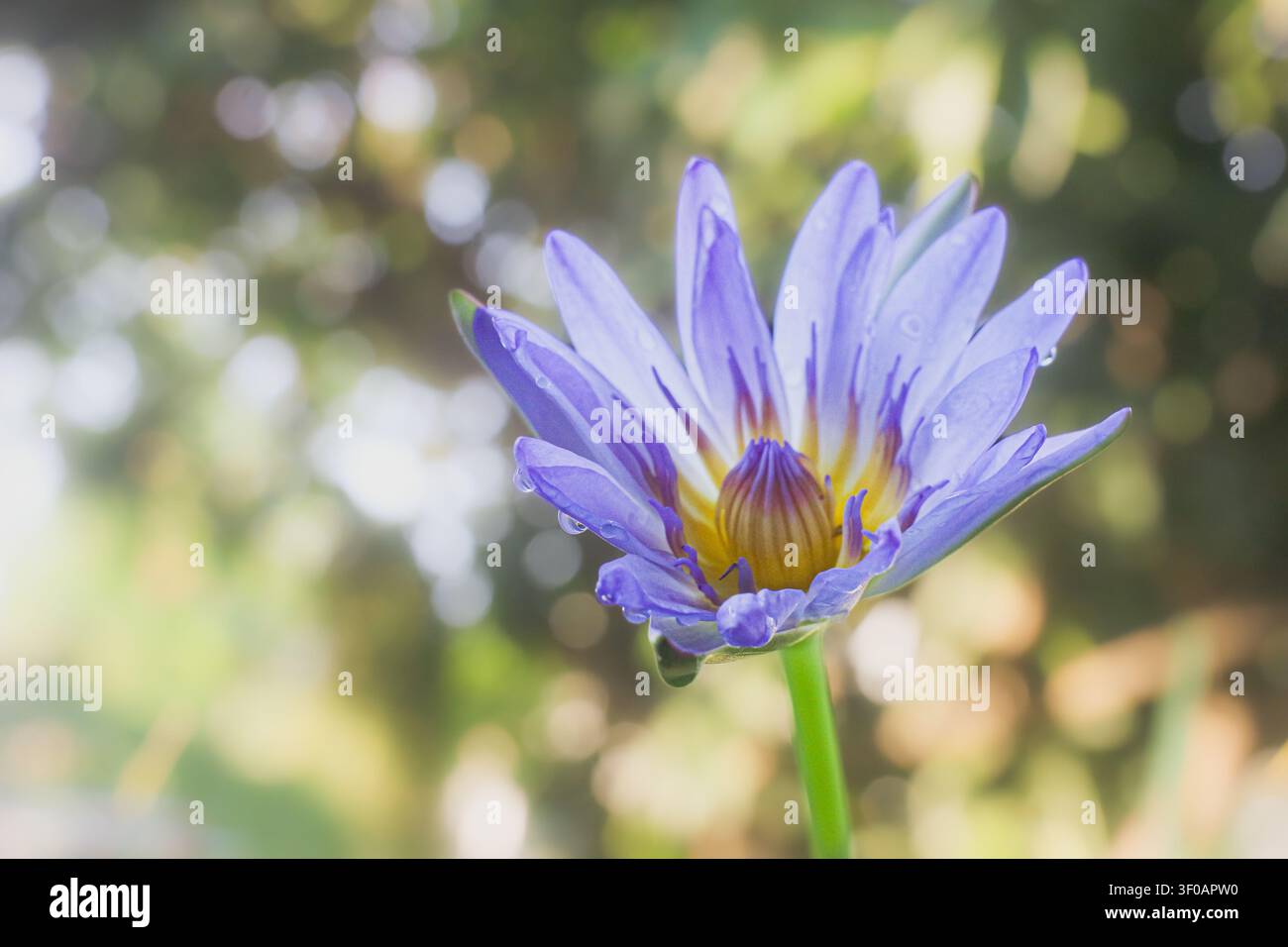 Fiore di ninfea viola con gocce d'acqua alla luce naturale del sole su sfondo sfocato verde, fotografia botanica in primo piano della natura. Foto Stock
