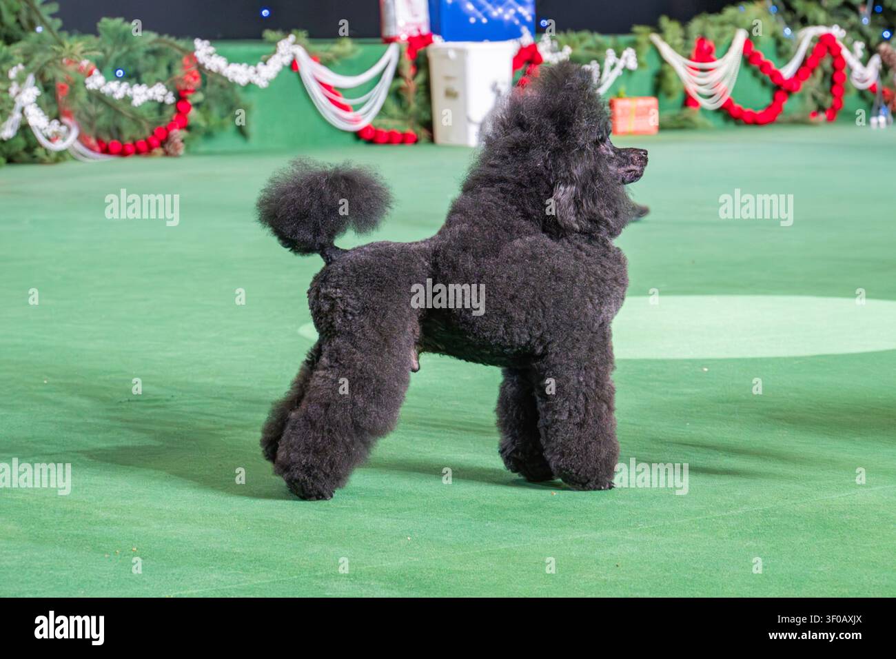 Pudeli neri su tappeto verde a una fiera canina, che mostrano eleganza e grazia Mantelli ricci ipoallergenici con cura meticolosa, posizionati fianco a fianco Foto Stock