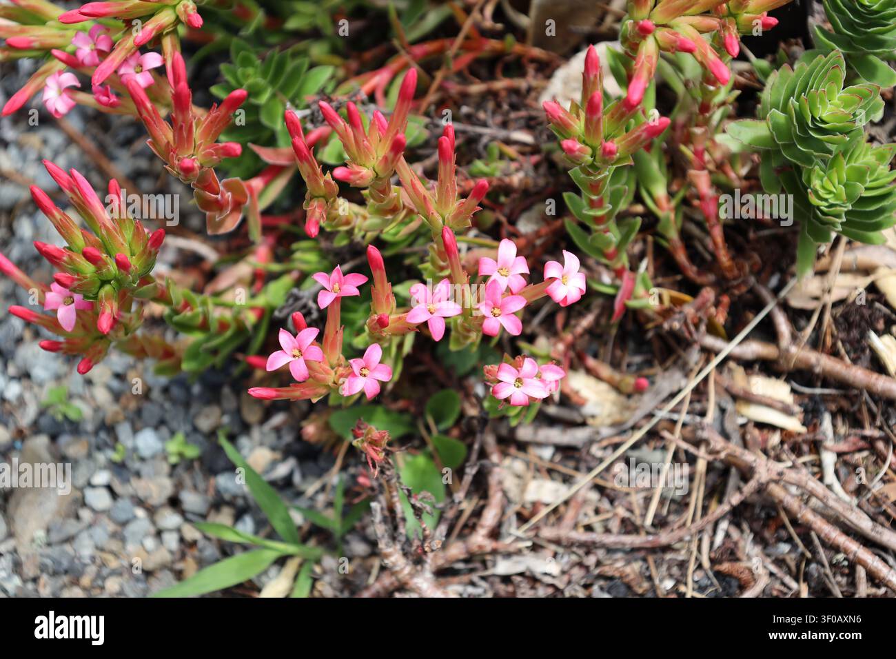 Azalea alpina, piccoli fiori rosa a forma di stella, sparsi, crescita prostrata, foglie disposte in modo opposto (Kalmia procumbens) (macro, primo piano) Foto Stock