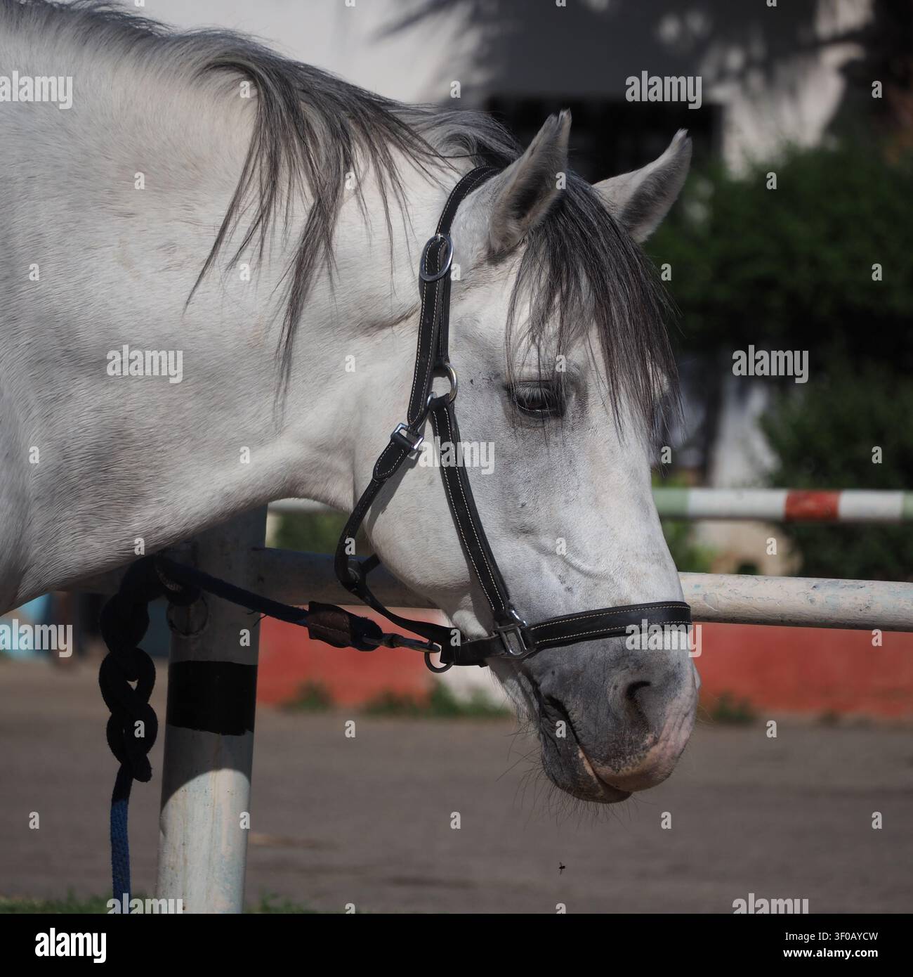 Un ritratto di profilo nitido e ravvicinato che si concentra sulla testa, la criniera e l'occhio intelligente di un cavallo arabo bianco-grigio dotato di una briglia professionale, hi Foto Stock