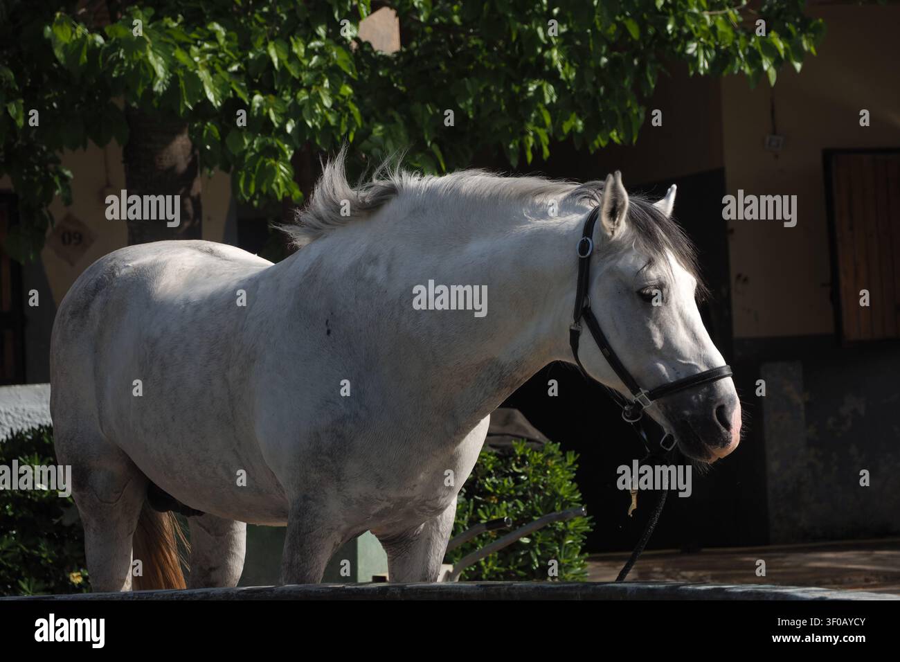 Inquadratura laterale a corpo intero di un elegante cavallo arabo bizzoso bianco e grigio con cavezza, in piedi pacificamente in una struttura di un ranch in una giornata soleggiata Foto Stock
