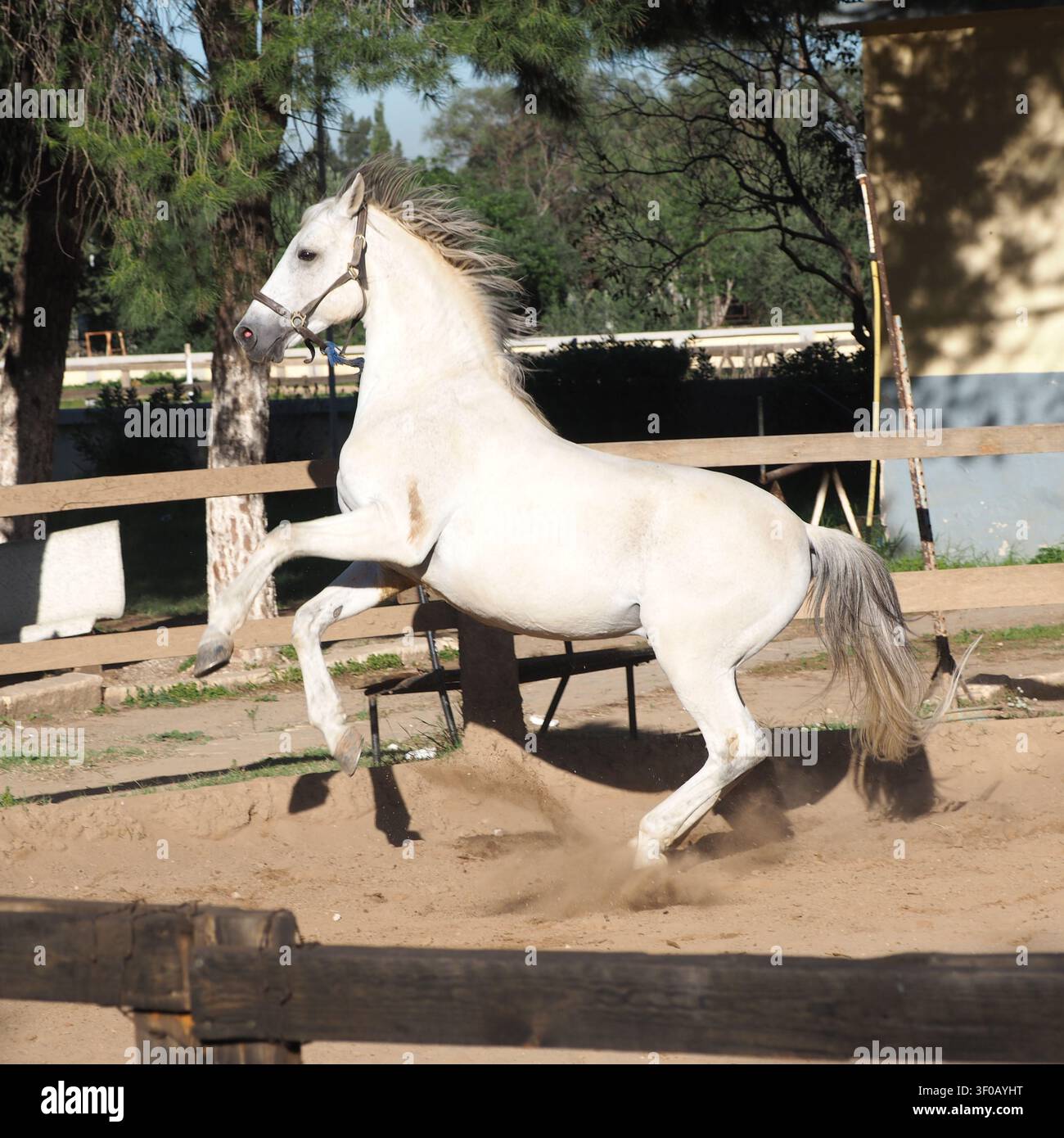 Scatto d'azione che cattura un cavallo grigio purosangue che solleva leggermente le zampe anteriori in un trotto dinamico o in una posizione di gioco. Lo sfondo mostra recinzioni di legno, g Foto Stock