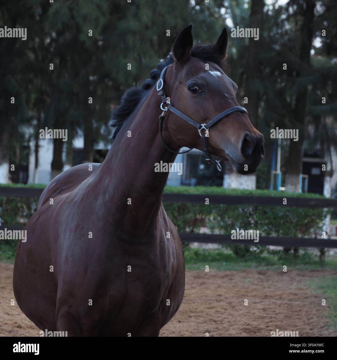 Un primo piano orientato all'azione di un cavallo baio catturato da un angolo basso, che enfatizza la sua potente struttura muscolosa e la posa fiera mentre si muove attraverso la a Foto Stock