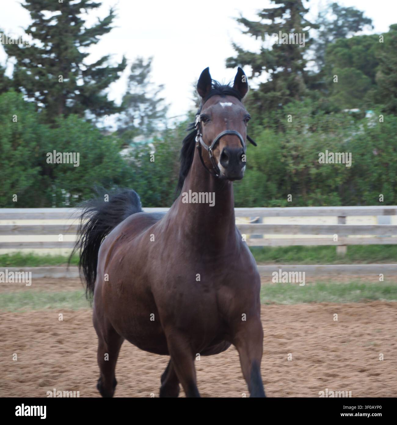 Un primo piano a livello degli occhi di un maestoso cavallo baio con criniera nera e cavezza in pelle. Il cavallo si erge con sicurezza sul terreno sabbioso di un Foto Stock