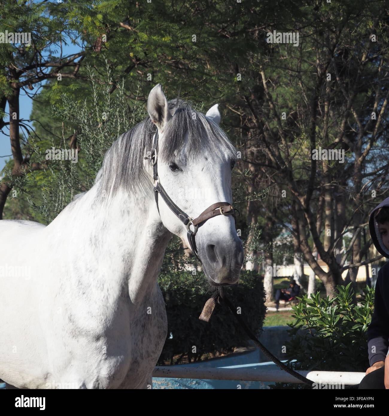 Un classico ritratto di profilo di un elegante cavallo grigio o bianco con briglia, in piedi tranquillamente su uno sfondo sfocato di alberi verdi Foto Stock