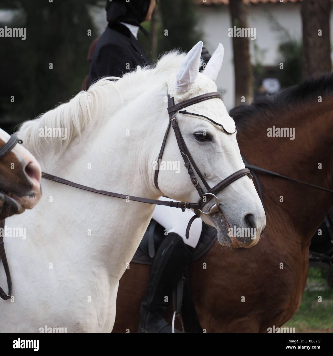 Uno scatto ad angolo laterale di due bellissimi cavalli domestici – uno bianco e uno marrone scuro – in piedi vicini in un ambiente di stalla di fattoria, catturando un Foto Stock