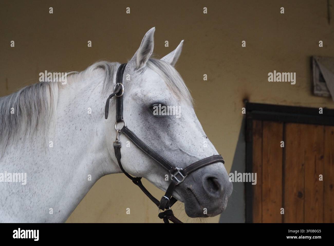 Un ritratto laterale chiaro di un bellissimo cavallo arabo bianco con cavezza, posizionato su uno sfondo di porte rustiche in legno di stalla Foto Stock