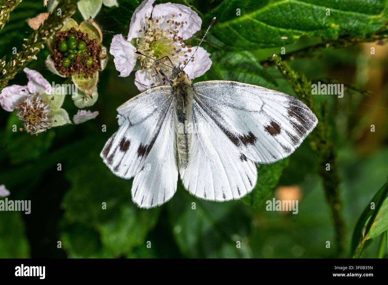 Una piccola farfalla bianca che poggia su una pianta. Foto Stock