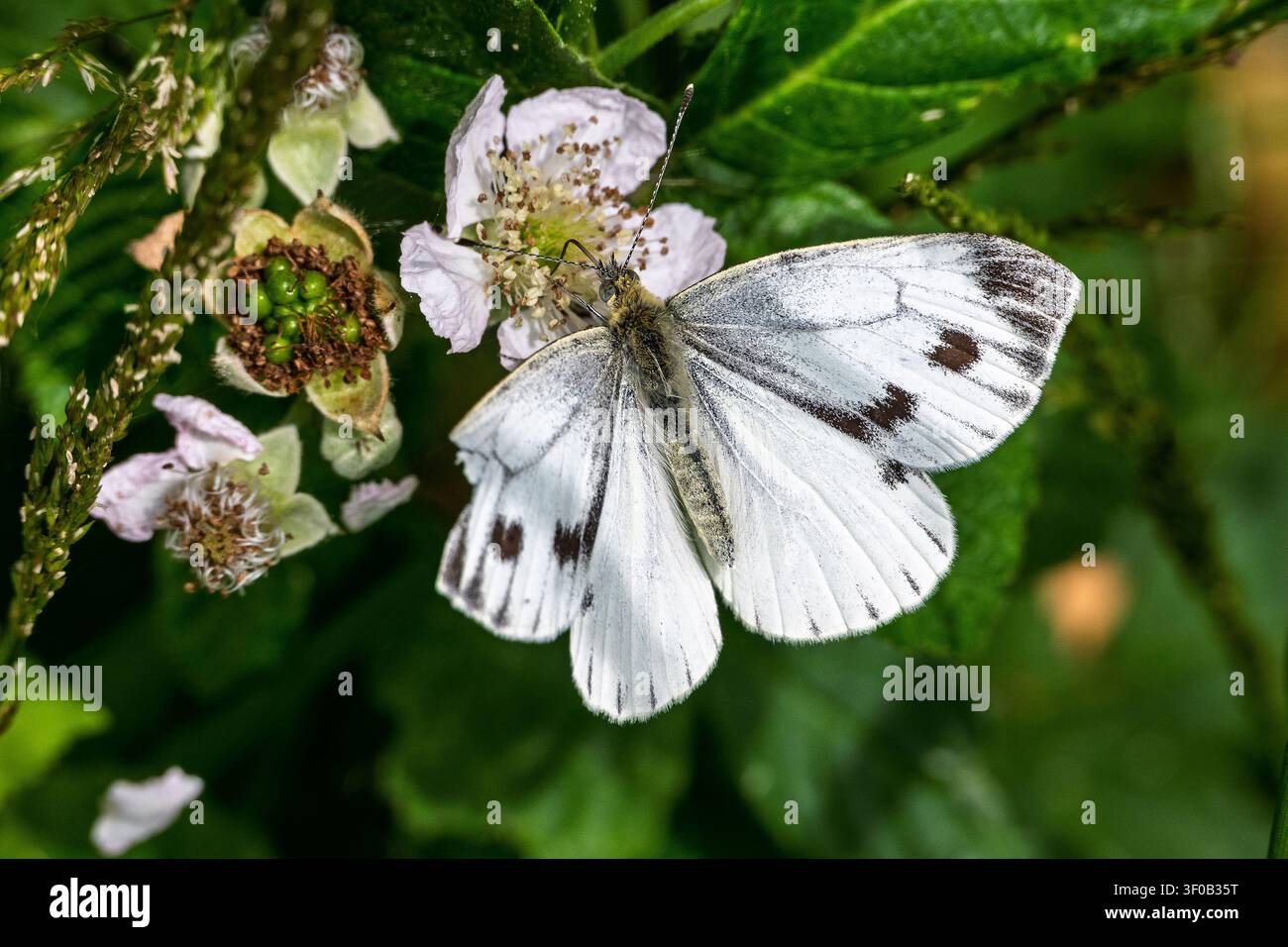 Una piccola farfalla bianca che poggia su una pianta. Foto Stock