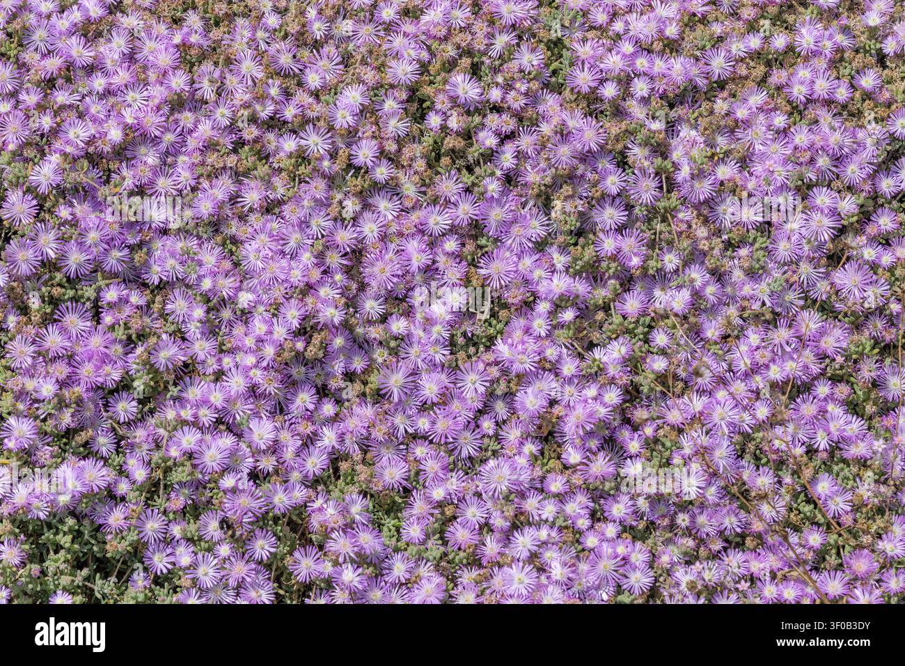 Tappeto di fiori in fiore di rugiada sulla riva del mare Mediterraneo, scattato nella luce luminosa della primavera sull'isola di Sant Antioco, Cagliari, Italia Foto Stock